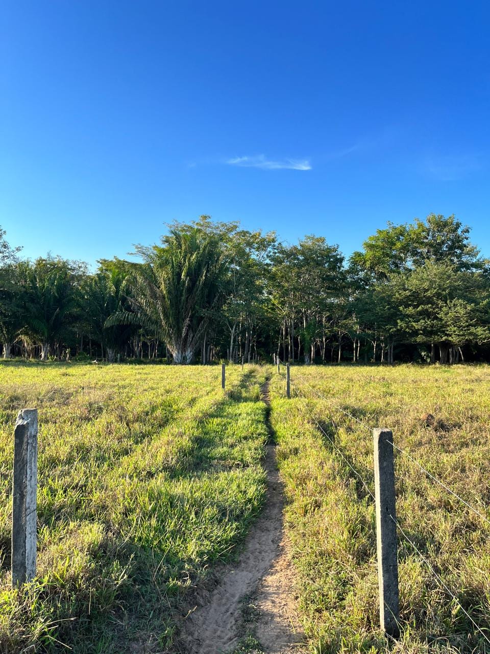 Finca ganadera amplia — GanAppi para empresas y cooperativas